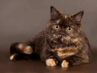 Британская кошка шоколадного черепахового окраса